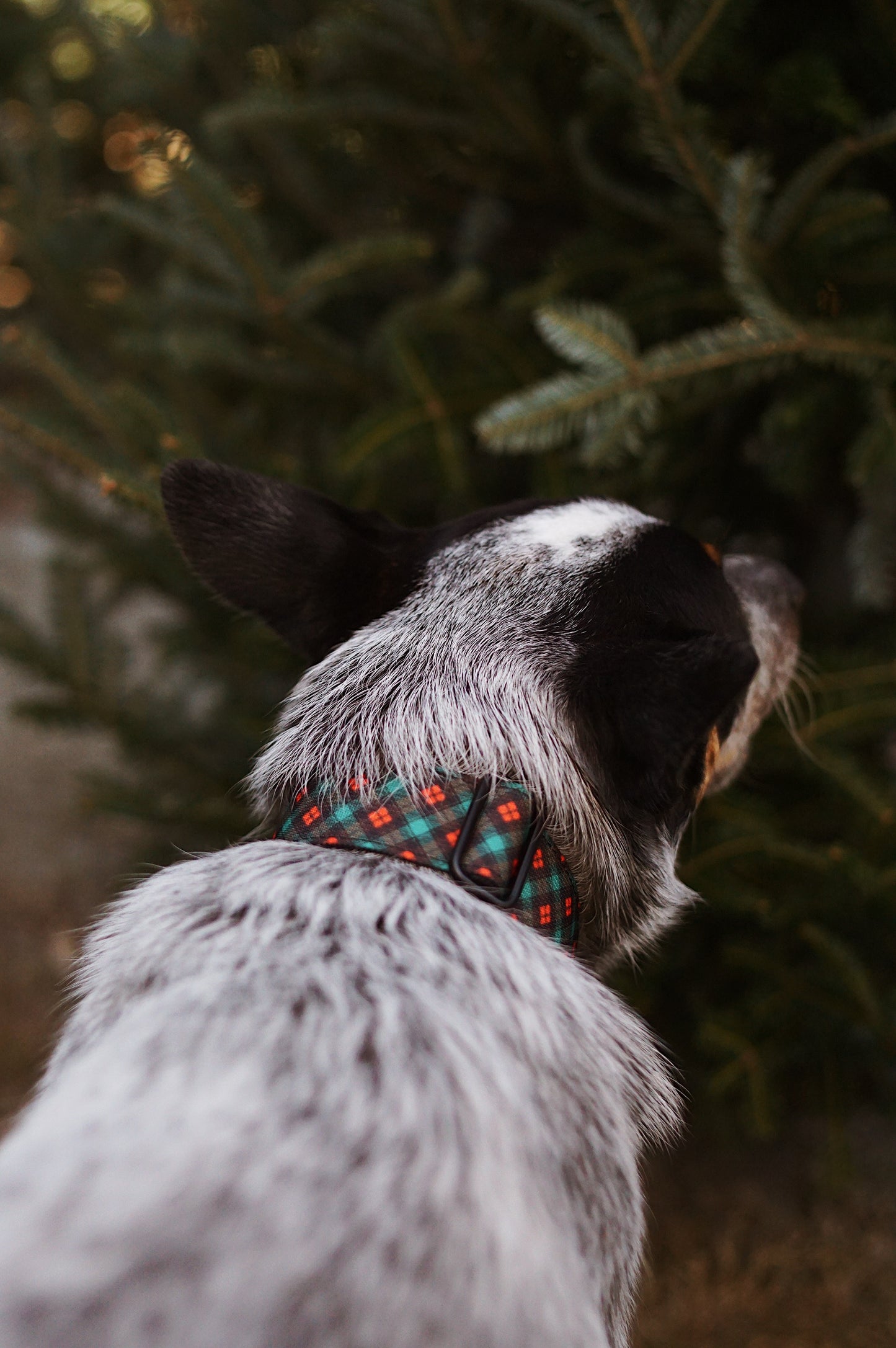 Woofmas Collar