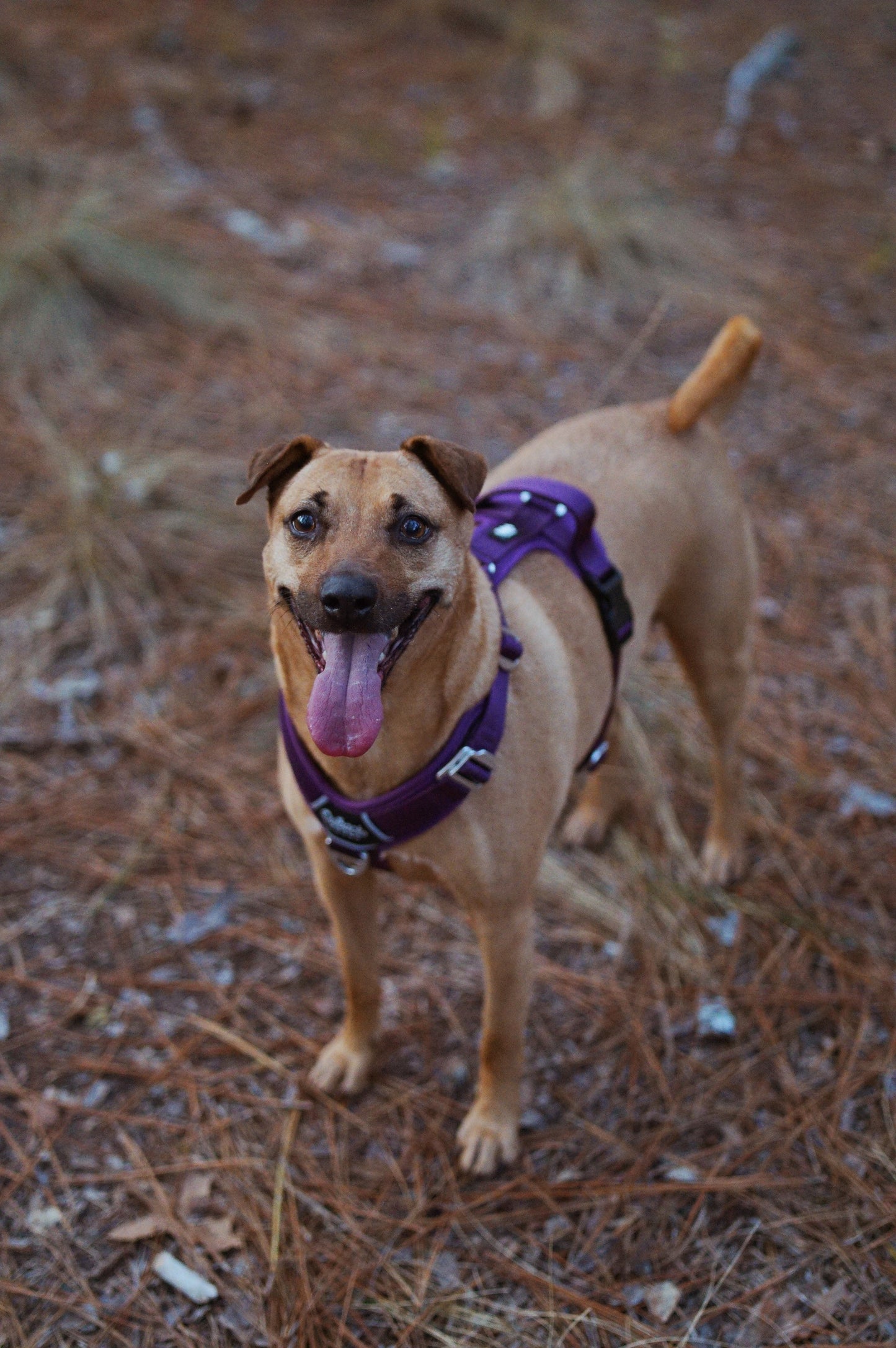 Plum - Ultra Lite Comfort Harness