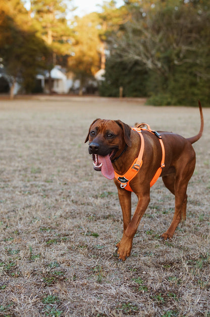 Hunter Orange - Ultra Lite Comfort Harness