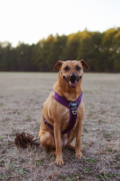 Plum - Ultra Lite Comfort Harness