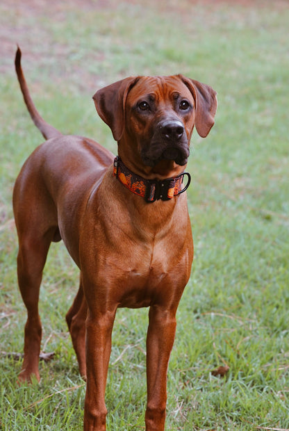 Desert Camp Out - Maroon - Outback Hound