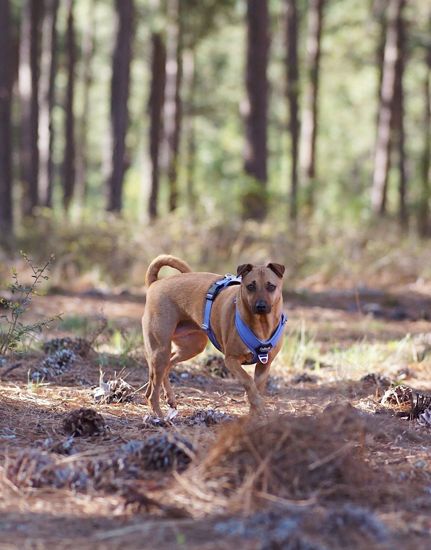 Ultra Lite Comfort Harness - Periwinkle