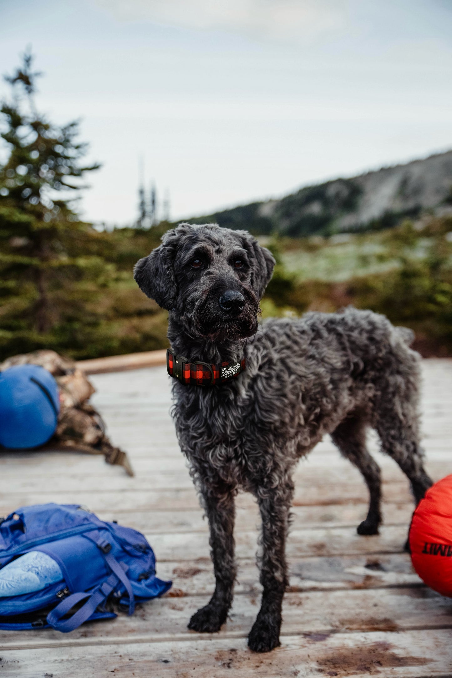 Classic Plaid Dog Collar