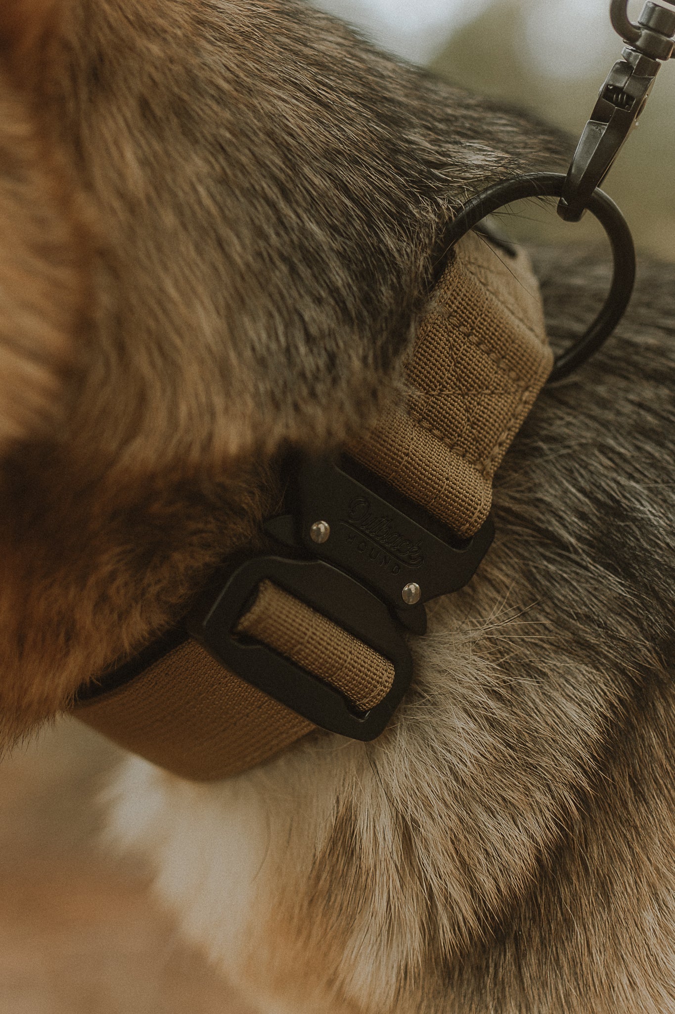 Tan Premium Dog Collar - Outback Hound