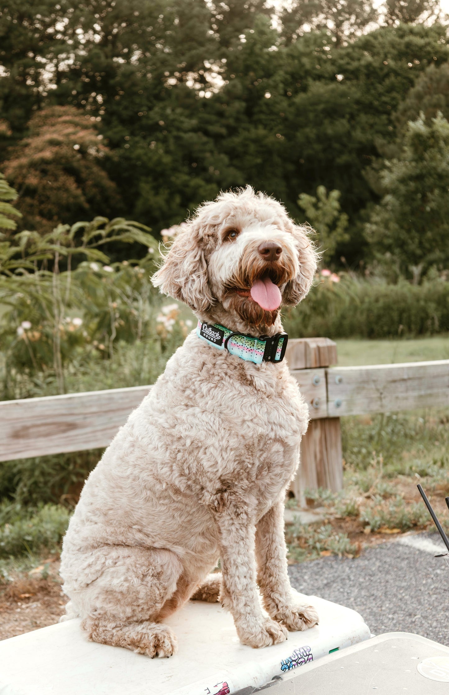 Rainbow Trout Dog Collar