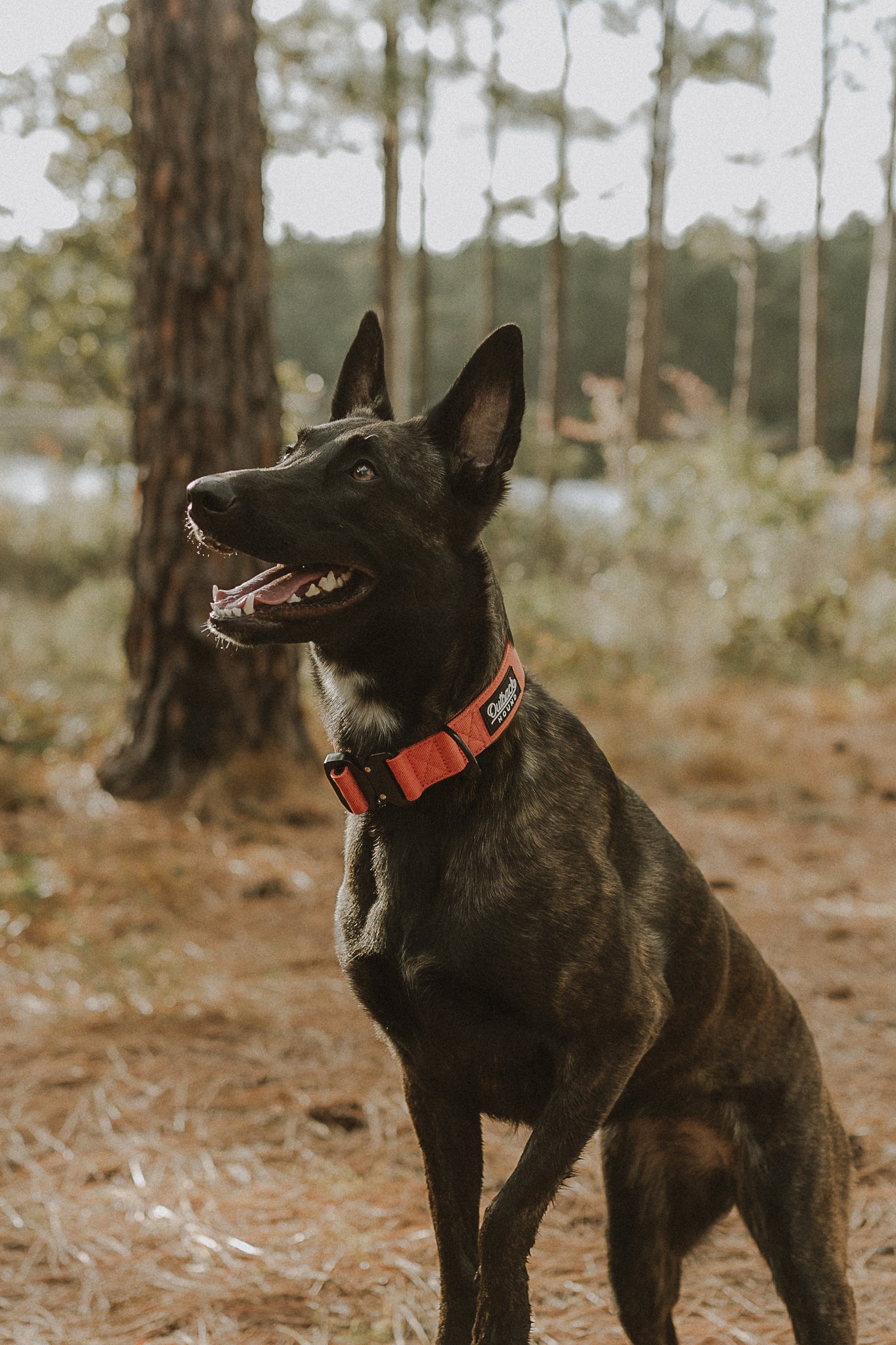 Burnt Orange Premium Collar
