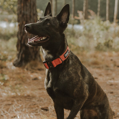 Burnt Orange Premium Collar