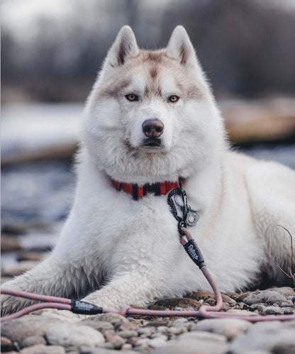 Burnt Orange Premium Collar - Outback Hound
