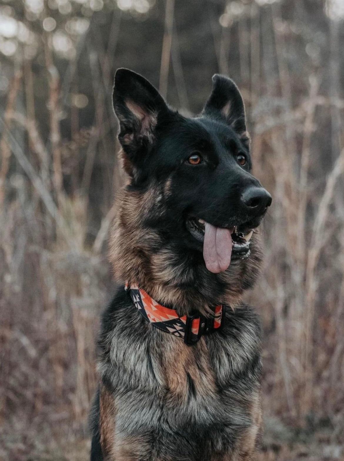 Aztec Pattern Dog Collar - Southwestern Design | Outback Hound