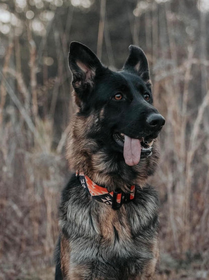 Aztec Dog Collar