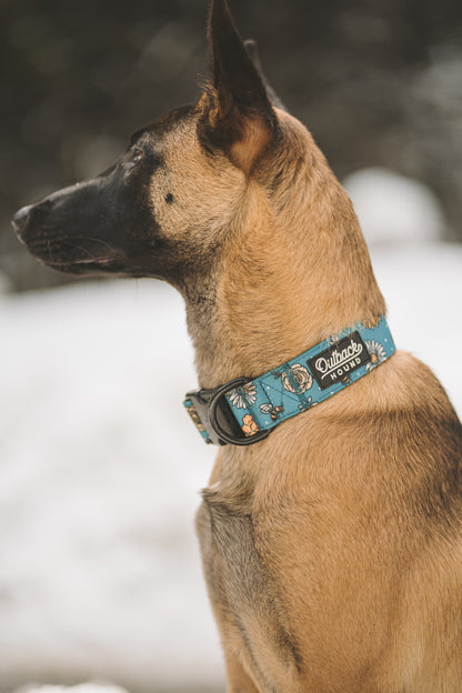 Bees Knees Teal Collar - Outback Hound