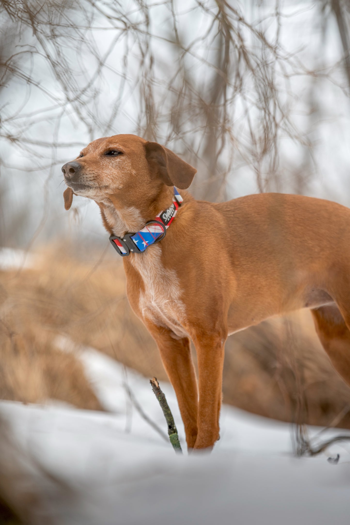 The Patriot Dog Collar