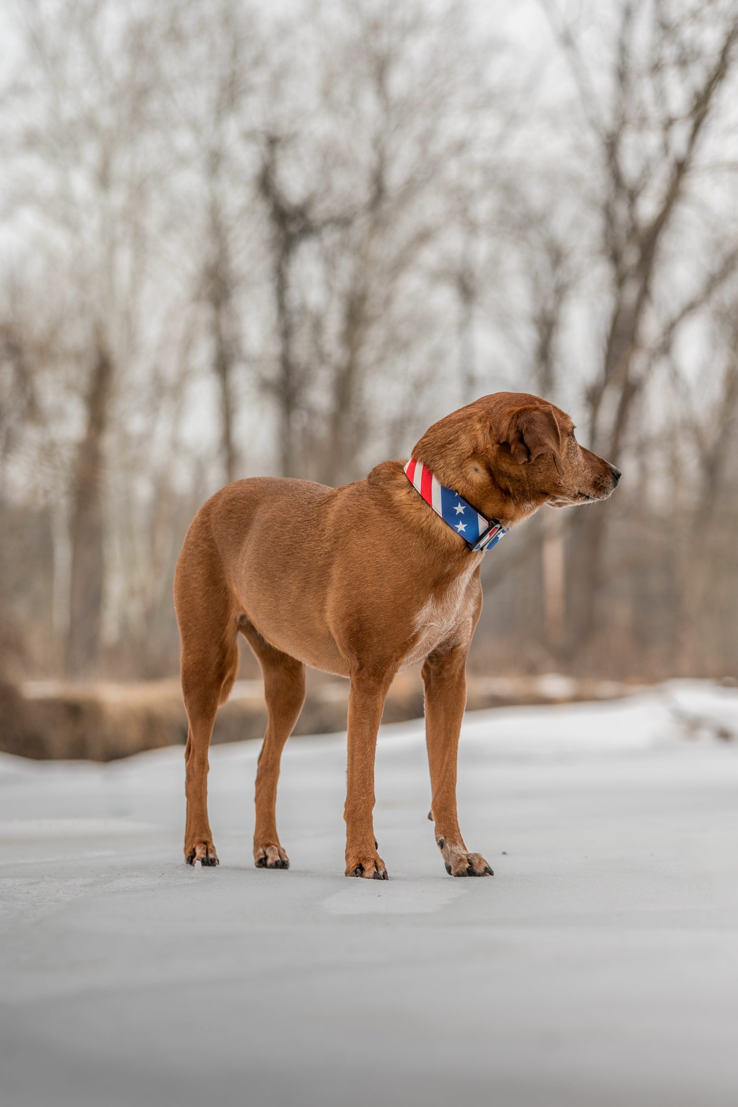 The Patriot Dog Collar
