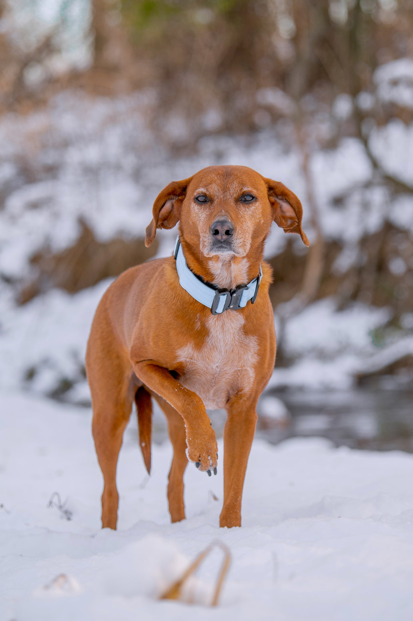 Arctic Blue Premium Collar