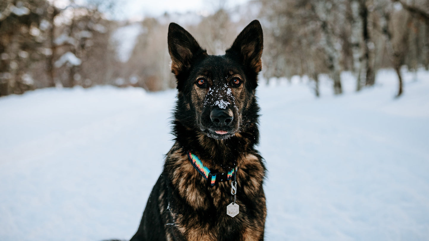 Mountain Sunset Dog Collar