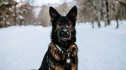 Mountain Sunset Dog Collar