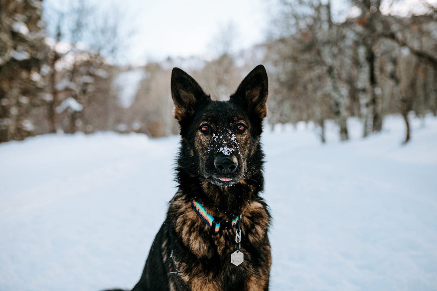Mountain Sunset Dog Collar