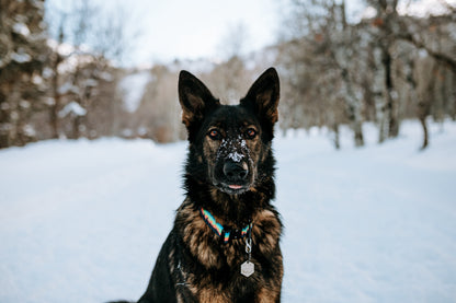 Mountain Sunset Dog Collar