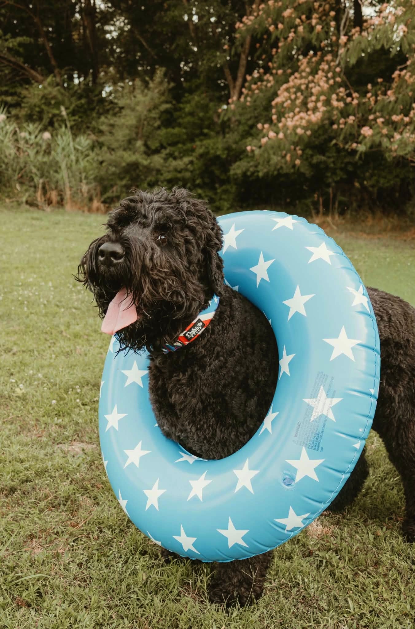 The Patriot Dog Collar