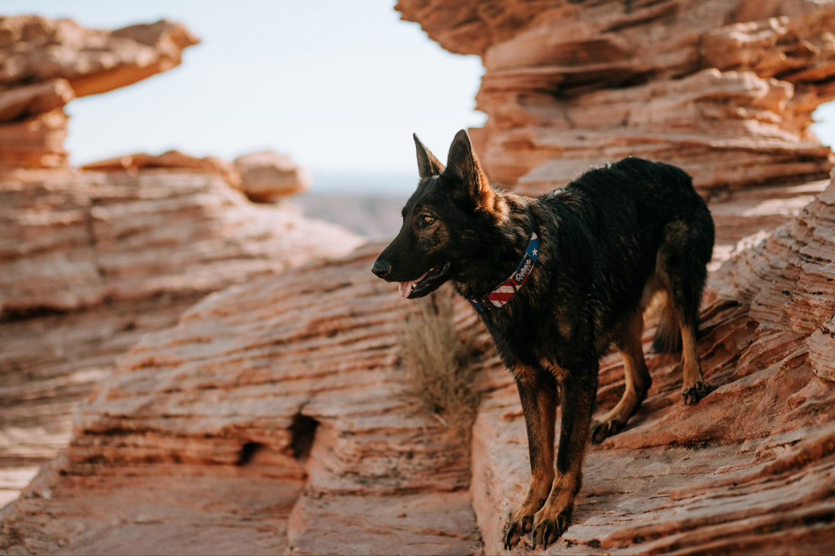 Outdoor Gear For Dogs – Outback Hound
