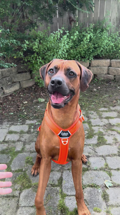 Hunter Orange - Comfort Harness