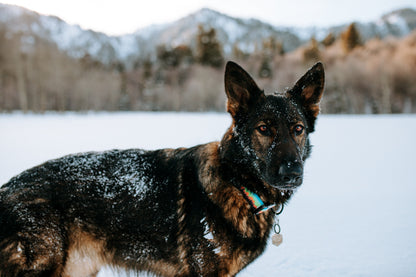 Mountain Sunset Dog Collar