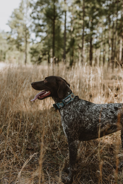 Bees Knees Teal Collar - Outback Hound