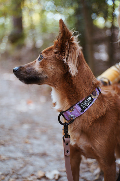 Bees Knees Purple Collar - Outback Hound