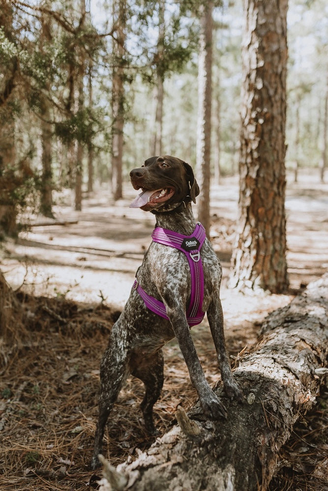 Best harness for german hotsell shorthaired pointer